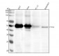 Anti-Phospho-p53 (S392) TP53 Rabbit Monoclonal Antibody